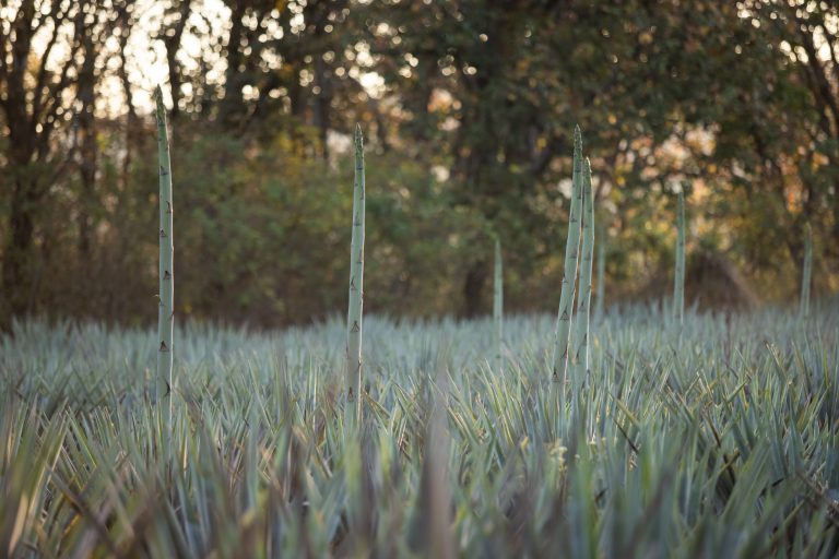 JIMA-96